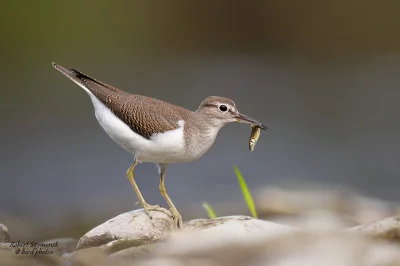 Lifelike - Brodziec piskliwy (Actitis hypoleucos)
Głos
Autor
#photoexplorer #fotograf...