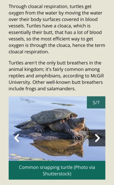 nykkjen - a wiecie że niektóre żółwie potrafią oddychać dupom