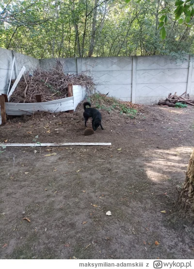 maksymilian-adamskiii - Neuś straszy jezyka, nie strasz jeża po wyladujesz na wykopie...