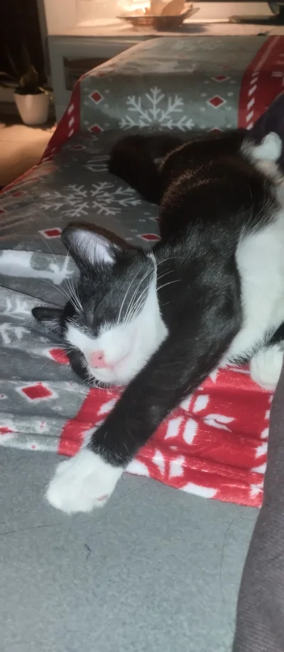 BlancheBarton - #pokazkota #koty 
Śpię (｡◕‿‿◕｡)