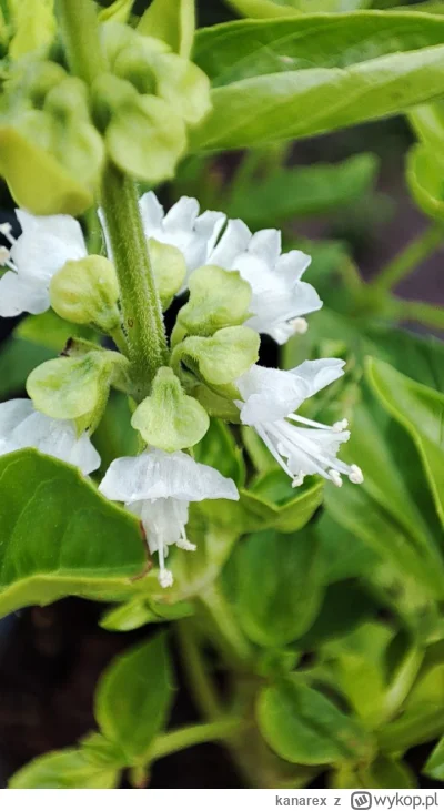 kanarex - kto zgadnie co mi zakwitło w doniczce?

#ogrodnictwo