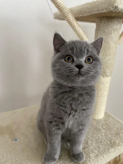 mala_kropka - #zupawkropki #koty