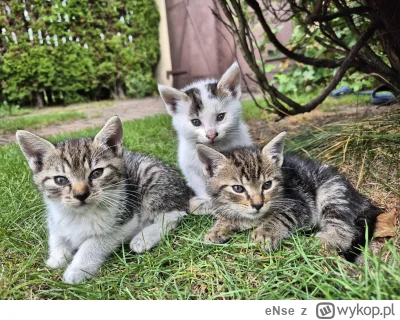 eNse - Serducho mi pęka, jak pomyślę że pod koniec miesiąca będę musiał szukać im now...