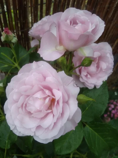 ciemnienie - Moja Lady Perfume. Najpiękniej pachną rozwijające się kwiaty ♥ 
#ogrodni...