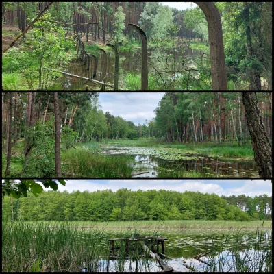 SnikerS89 - >lasy między Białobrzegami i Beniaminowem, tam jeziorka