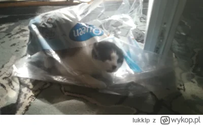 lukklp - #koty nie ma co komentować, kto ma kota ten wie :-)