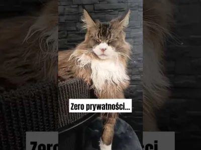 mainecoonhitman - Paparazzi są wszędzie, koty gwiazdy nie mają szans prywatnego życia...