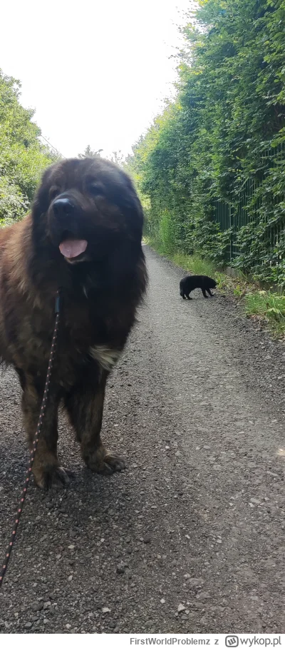 FirstWorldProblemz - Kula jest smutny z powodu ostatniej nagonki na portalu wykop pee...