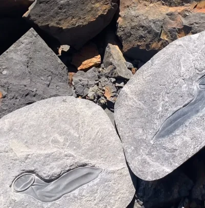 SHOGOKI - Nie spodziewałeś się skamieniałego kondona na mirko.
#paleontologia