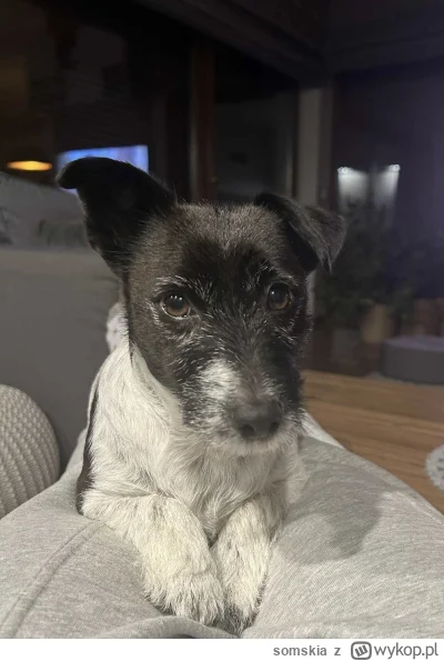 somskia - Boooo klapnięte uszko mam #gownowpis #pokazpsa