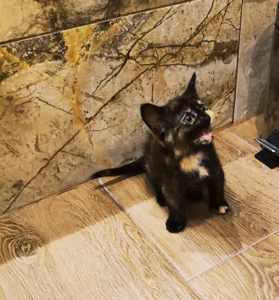 T.....d - Smol #pokazkota