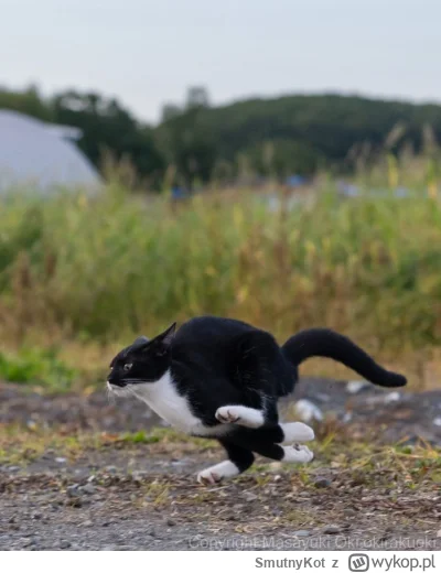 SmutnyKot - #dziwnekotki