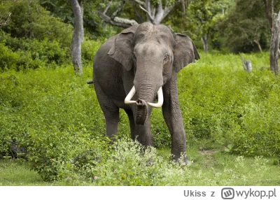 Ukiss - Słoń indyjski produkuje około 100 kg odchodów dziennie.

Źródła:
SPOILER
SPOI...