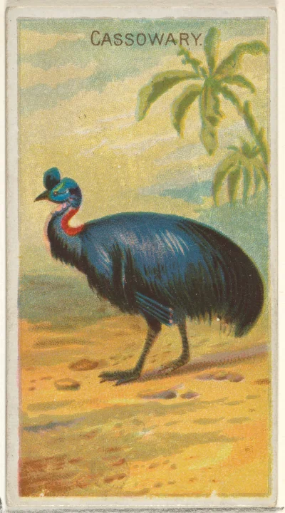 Loskamilos1 - Kolejna karta, tym razem ukazująca kazuara, ptaszka-nielota żyjącego na...