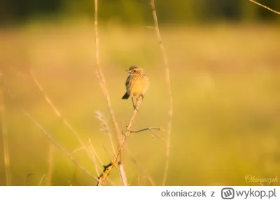 okoniaczek - Trochę czasu minęło odkąd coś wrzuciłam, coś nie mam ostatnio szczęścia ...