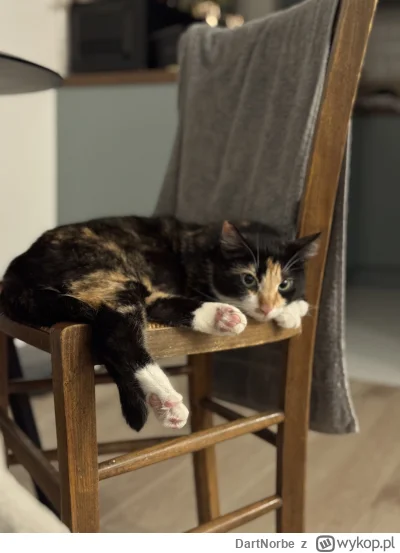 DartNorbe - @why_nott