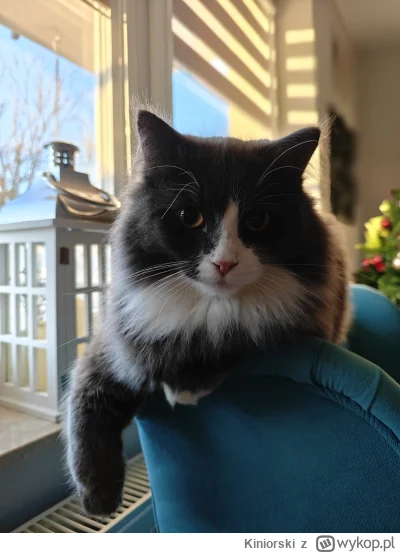 Kiniorski - Leon pierwszy raz na tagu. Niedługo pyknie mu roczek xD
#pokazkota  #koty