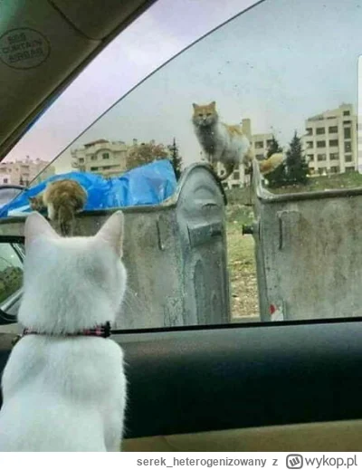 serek_heterogenizowany - Boli mnie to, że ja jebię 8h dziennie za 3900 netto a mój zn...