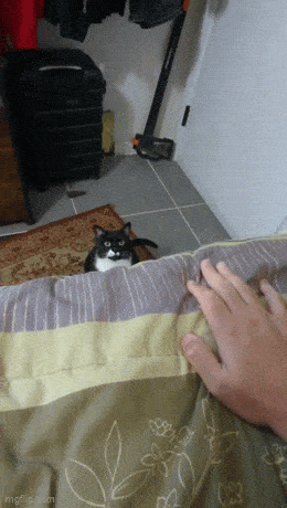 wfyokyga - Kota p----------o