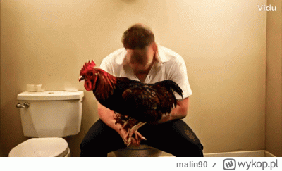 malin90 - #famemma Wyjątkowo rzadki fragment nagrania z o----------a koguta w jednej ...