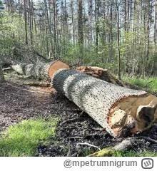 mpetrumnigrum - #pracbaza #wypadek #jakumierasiewlesie #las #gruparatowaniapoziomu
 C...