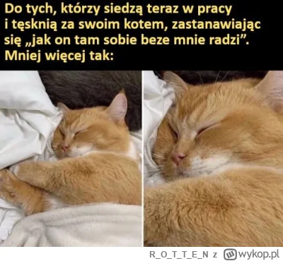 ROTTE_N - #koty #heheszki