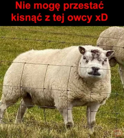 Mega_Smieszek - Wiecie jak nazywa się samolot, który przewozi owce?

SPOILER

#suchar