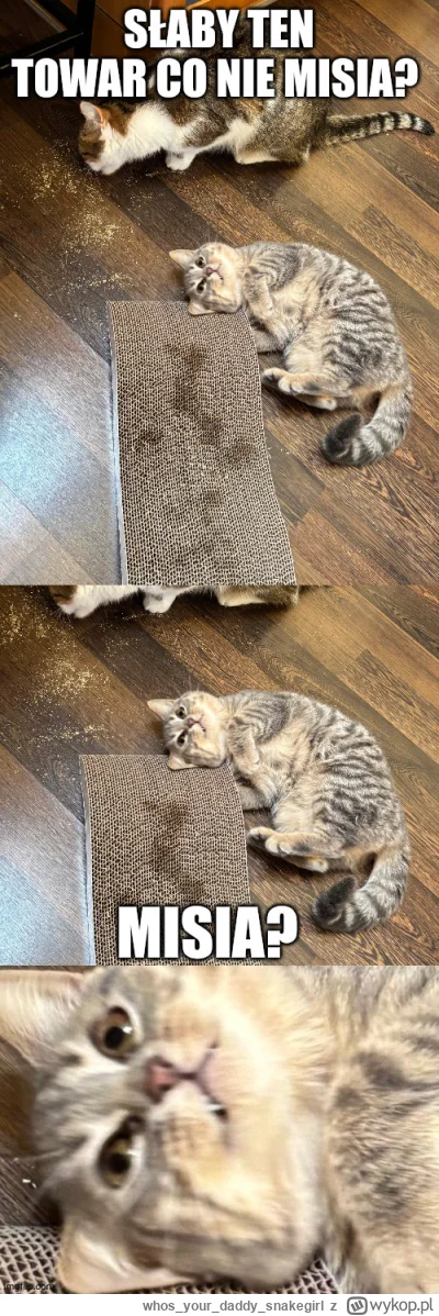 whosyourdaddysnakegirl - @wybryknatury