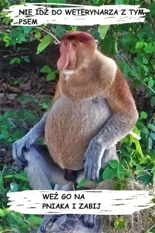 maupka123 - @WielkiNos: [](https://wykop.pl)