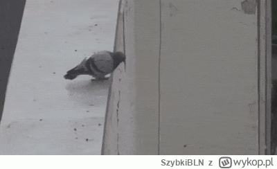 SzybkiBLN - #mecz To już dzisiaj, gołębie stadionowe uciekające przed piłką uderzoną ...