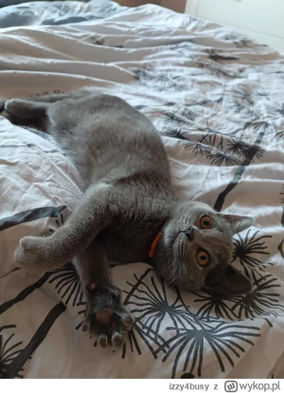 izzy4busy - #koty #chill #zwierzeta Czas się wyspać po całym dniu spania