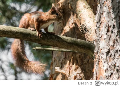 Ber3n - #zwierzaczki #tworczoscwlasna #fotografia