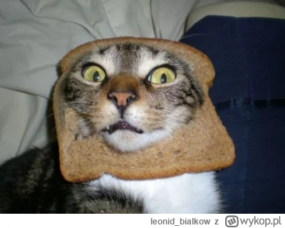 leonid_bialkow - @BorisJelcin: kot w chlebie