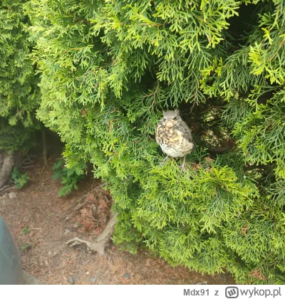 Mdx91 - W-------y brobel
#ptaki