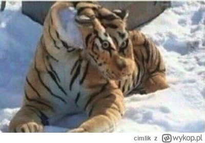 cimlik - #mecz nie jest to dzień tygryska