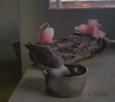 wfyokyga - Papug psychopata