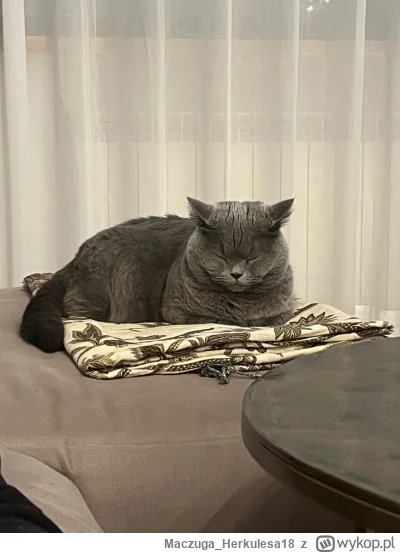 Maczuga_Herkulesa18 - Głupio sie przyznać, ale ze wszystkich prezentów jakie zrobiłem...