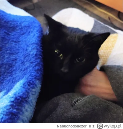 Nabuchodonozor_II - popołudnie z człowiekiem pod kocykiem....
#koty #pokazkota #codzi...