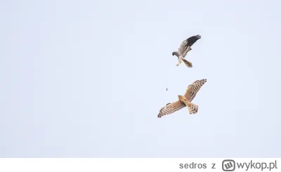 sedros - Samiec błotniaka łąkowego przekazuje w locie pokarm samicy. 

Ptaki te obecn...