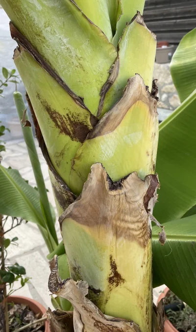 asdfghjkl - Chyba banan zaczyna wypychać kwiatostan. Jedną z pierwszych oznak jest wy...