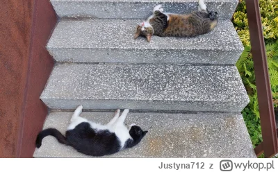Justyna712 - Rzadkie zdjęcie kotków jednocześnie leżących i stojących ᶘᵒᴥᵒᶅ #pokazkot...