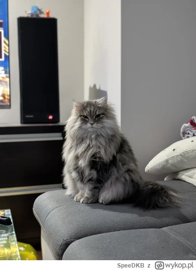 SpeeDKB - @Lujdziarski w sumie 4.5kg to nie taki drobny jak na kota, drobny jak na Be...