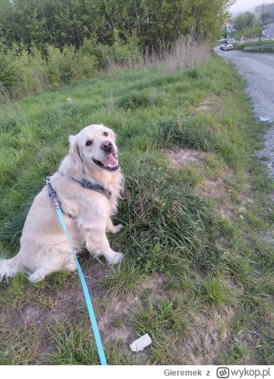 Gieremek - >psy ras dużych (powyżej 5 kg), muszą mieć kaganiec".

@PiotrWielkopolska:...