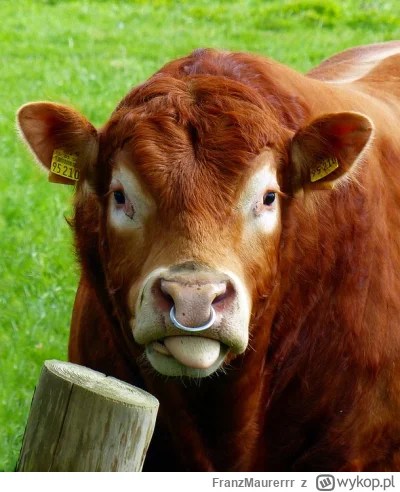 FranzMaurerrr - @pendzoncy_jez dokładnie, wygląda jak krowa albo byk z kolczykiem w n...