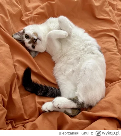 Biebrzanski_Ghul - Mizianko time! (｡◕‿‿◕｡) #pokazkota #koty