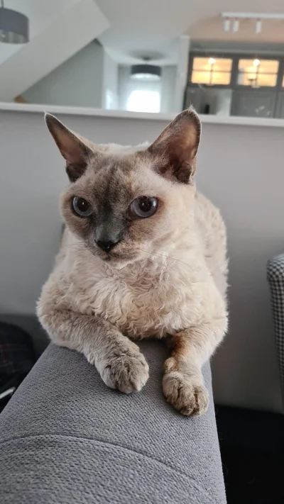 inzynier_robert - @Palinkka to Devon rex