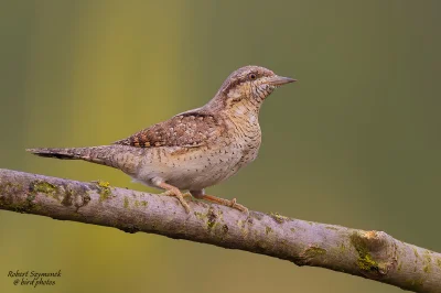 Lifelike - Krętogłów (Jynx torquilla)
Głos
Autor
 #photoexplorer #fotografia #ornitol...