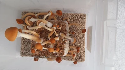 tomasz-aleksander-barania - gratuluje, wspaniałe owocniki. U mnie niestety tylko piec...