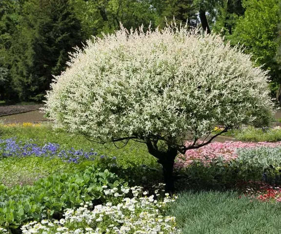 ShowBiz - @ryhu: Wierzba całolistna?