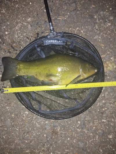 szatanEK666 - #wedkarstwo I myk kolejna złota rybka do kolekcji. Oczy wiscie wypuszcz...